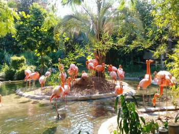 flamingo on pond