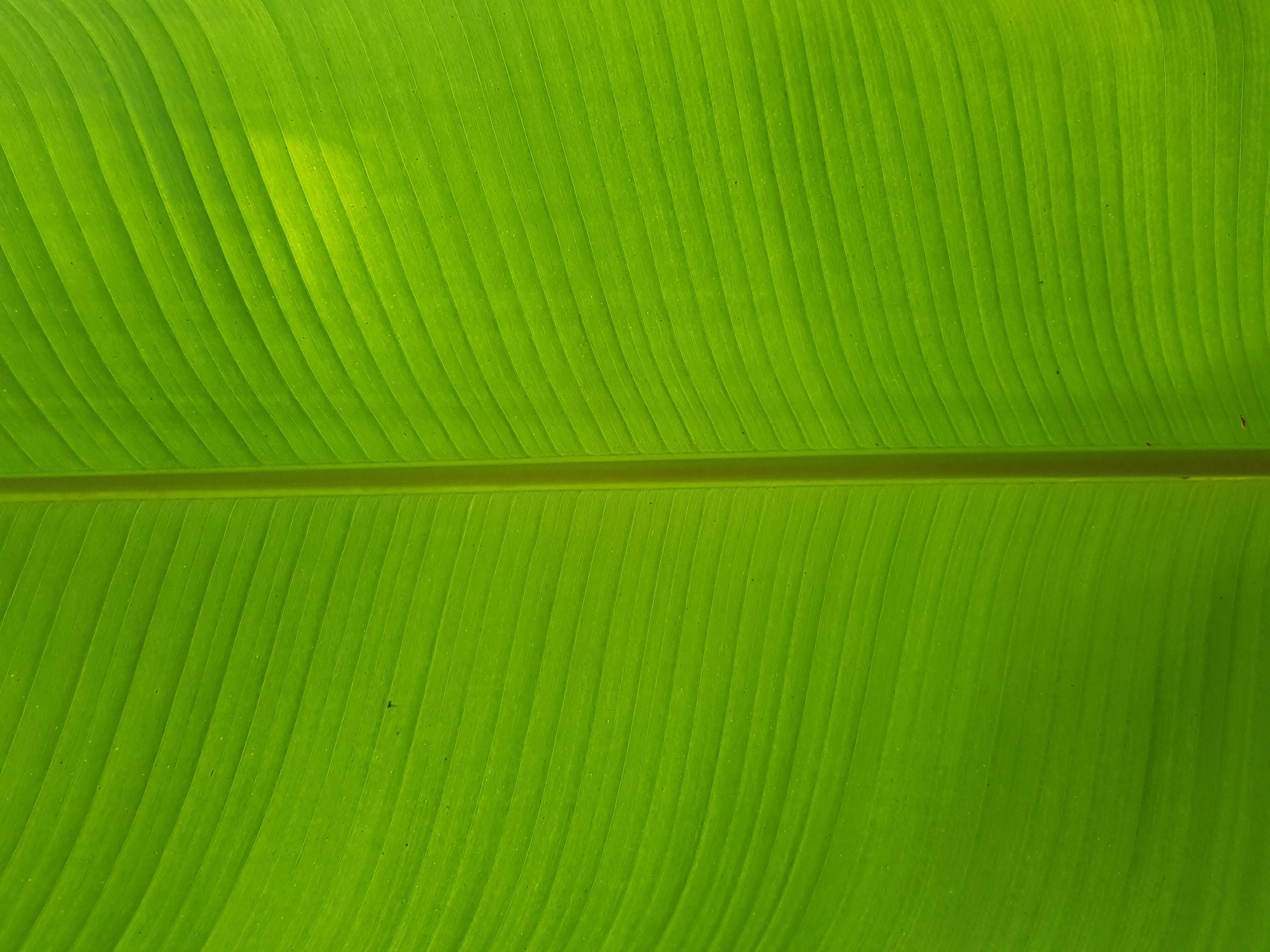 closeup photo of green leaf